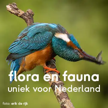 bovenlanden aalsmeer - flora en fauna - ijsvogel - erik de rijk